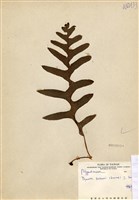 藏品(槲蕨)的圖片